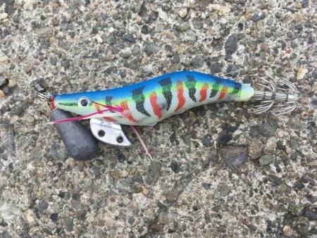 コウイカエギング